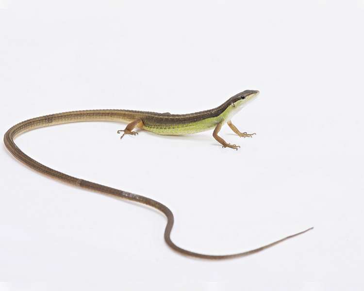 Long Tailed Lizard - Sub Adult